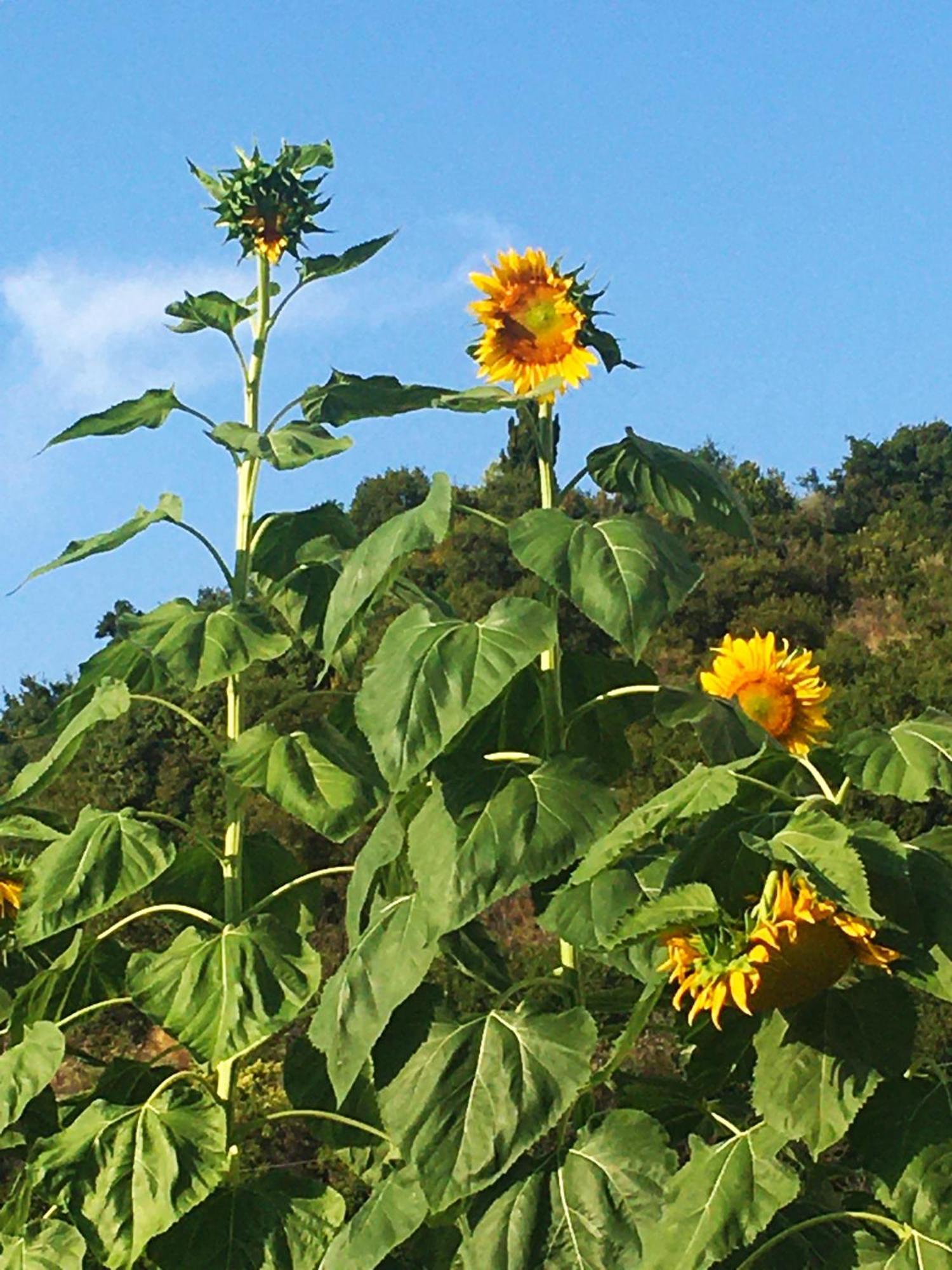 Sunflower Himara Exterior foto
